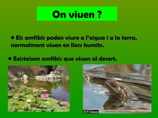 On viuen ?
• Els amfibis poden viure a l’aigua i a la terra,
normalment viuen en llocs humits.
• Existeixen amfibis que viuen al desert.
 