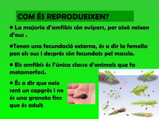 COM ÉS REPRODUEIXEN?
• La majoria d’amfibis són ovípars, per això neixen
d’ous .
•Tenen una fecundació externa, és a dir la femella
pon els ous i després són fecundats pel mascle.
• Els amfibis és l’única classe d’animals que fa
metamorfosi.
• És a dir que neix
sent un capgròs i no
és una granota fins
que és adult.
 