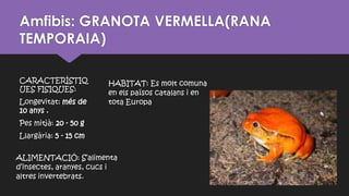 Amfibis: GRANOTA VERMELLA(RANA
TEMPORAIA)
CARACTERÍSTIQ
UES FISIQUES:
Longevitat: més de
10 anys .
Pes mitjà: 20 - 50 g
Llargària: 5 - 15 cm
ALIMENTACIÓ: S’alimenta
d’insectes, aranyes, cucs i
altres invertebrats.
HABITAT: Es molt comuna
en els països catalans i en
tota Europa
 