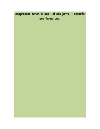 capgrossos tenen el cap i el cos junts, i després
una llarga cua.
 