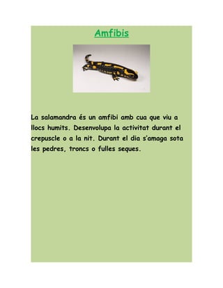 Amfibis
La salamandra és un amfibi amb cua que viu a
llocs humits. Desenvolupa la activitat durant el
crepuscle o a la nit. Durant el dia s’amaga sota
les pedres, troncs o fulles seques.
 