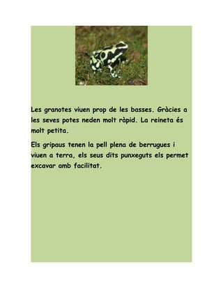 Les granotes viuen prop de les basses. Gràcies a
les seves potes neden molt ràpid. La reineta és
molt petita.
Els gripaus tenen la pell plena de berrugues i
viuen a terra, els seus dits punxeguts els permet
excavar amb facilitat.
 