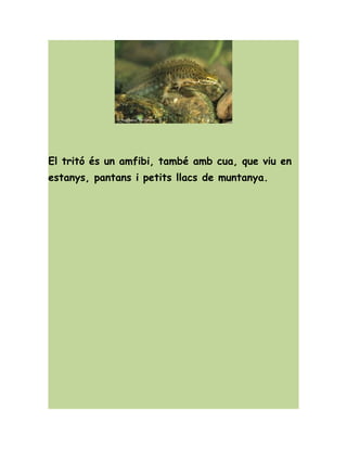 El tritó és un amfibi, també amb cua, que viu en
estanys, pantans i petits llacs de muntanya.
 