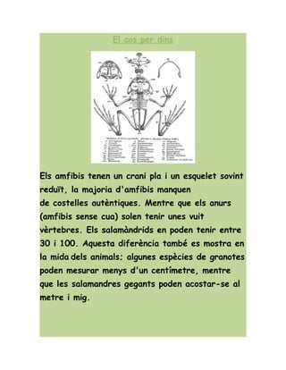 El cos per dins
Els amfibis tenen un crani pla i un esquelet sovint
reduït, la majoria d'amfibis manquen
de costelles autèntiques. Mentre que els anurs
(amfibis sense cua) solen tenir unes vuit
vèrtebres. Els salamàndrids en poden tenir entre
30 i 100. Aquesta diferència també es mostra en
la mida dels animals; algunes espècies de granotes
poden mesurar menys d'un centímetre, mentre
que les salamandres gegants poden acostar-se al
metre i mig.
 