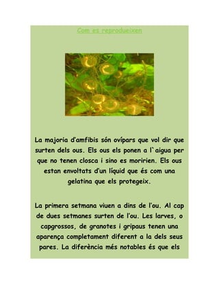 Com es reprodueixen
La majoria d’amfibis són ovípars que vol dir que
surten dels ous. Els ous els ponen a l`aigua per
que no tenen closca i sino es moririen. Els ous
estan envoltats d’un líquid que és com una
gelatina que els protegeix.
La primera setmana viuen a dins de l’ou. Al cap
de dues setmanes surten de l’ou. Les larves, o
capgrossos, de granotes i gripaus tenen una
aparença completament diferent a la dels seus
pares. La diferència més notables és que els
 