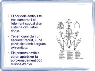 ● El cor dels amfibis té
tres cambres i és
l'element cabdal d'un
sistema circulatori
doble.
● Tenen crani pla i un
esquelet reduït, i una
pelvis fixa amb llargues
extremitats.
● Els primers amfibis
varen aparèixer fa
aproximadament 350
milions d'anys.
 
