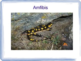 Amfibis
 