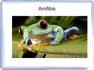 Amfibis
 