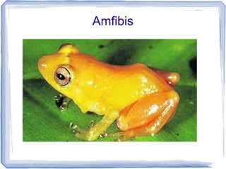 Amfibis
 