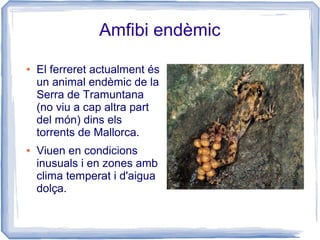 Amfibi endèmic
● El ferreret actualment és
un animal endèmic de la
Serra de Tramuntana
(no viu a cap altra part
del món) dins els
torrents de Mallorca.
● Viuen en condicions
inusuals i en zones amb
clima temperat i d'aigua
dolça.
 