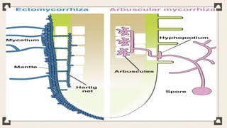 Role of arbuscular mycorrhizal fungi &PGPR in Phytoremediation | PPTX