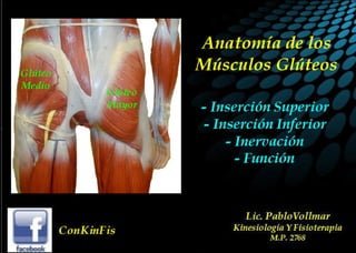Anatomia Musculos Gluteos