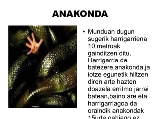 ANAKONDA
● Munduan dugun
sugerik harrigarriena
10 metroak
gainditzen ditu.
Harrigarria da
batezere,anakonda,ja
iotze egunetik hiltzen
diren arte hazten
doazela erritmo jarrai
batean,baino are eta
harrigarriagoa da
oraindik anakondak
 