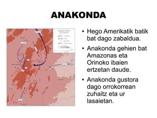 ANAKONDA
● Hego Amerikatik batik
bat dago zabaldua.
● Anakonda gehien bat
Amazonas eta
Orinoko ibaien
ertzetan daude.
● Anakonda gustora
dago orrokorrean
zuhaitz eta ur
lasaietan.
 