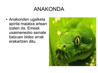 ANAKONDA
● Anakonden ugalketa
apirila maiatza artean
izaten da. Emeak
usaimenezko seinale
batzuen bidez arrak
erakartzen ditu.
 