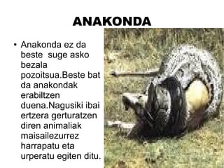ANAKONDA
● Anakonda ez da
beste suge asko
bezala
pozoitsua.Beste bat
da anakondak
erabiltzen
duena.Nagusiki ibai
ertzera gerturatzen
diren animaliak
maisailezurrez
harrapatu eta
urperatu egiten ditu.
 