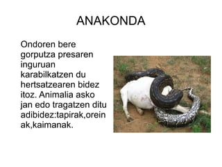 ANAKONDA
Ondoren bere
gorputza presaren
inguruan
karabilkatzen du
hertsatzearen bidez
itoz. Animalia asko
jan edo tragatzen ditu
adibidez:tapirak,orein
ak,kaimanak.
 