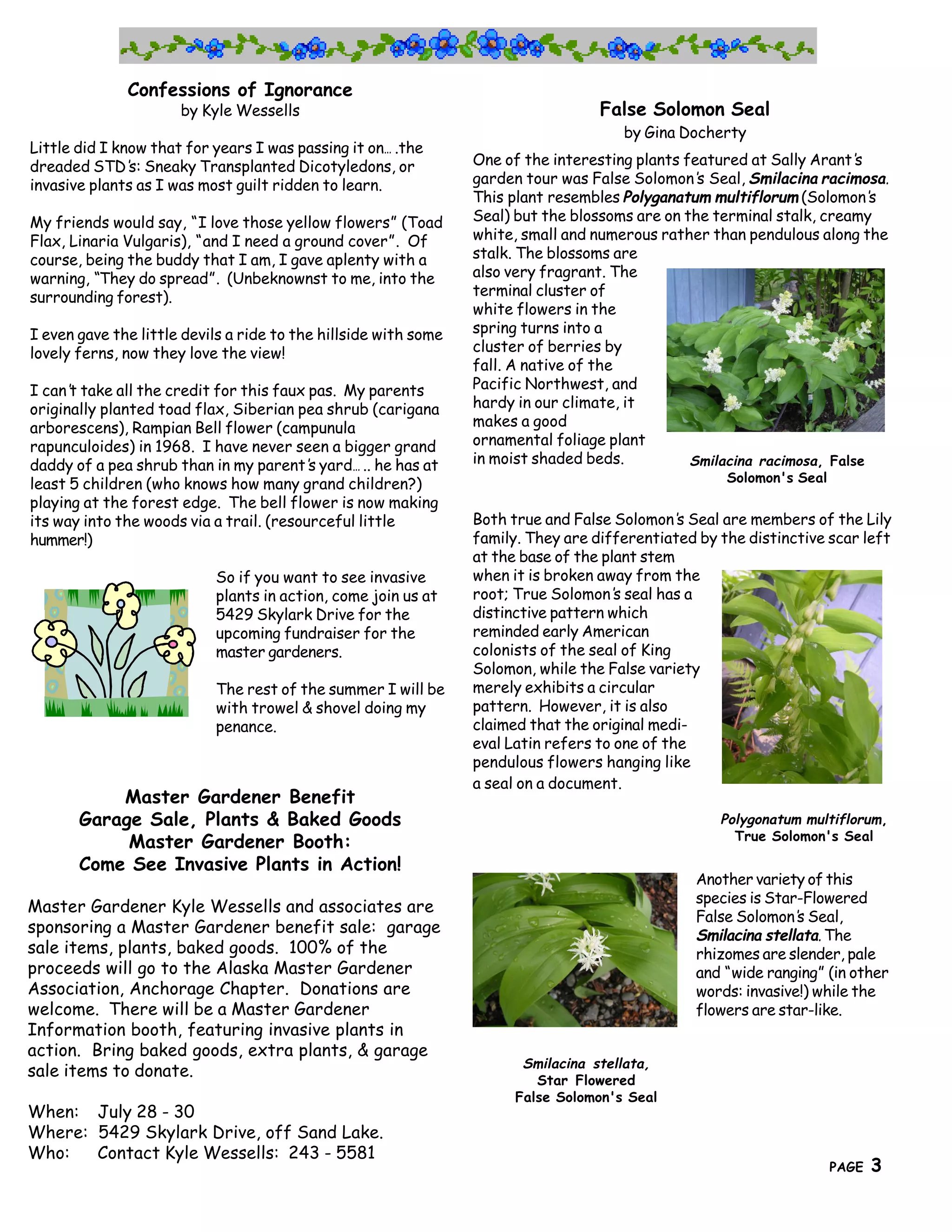 Confessions of Ignorance
                      by Kyle Wessells                                             False Solomon Seal
                                                                                      by Gina Docherty
Little did I know that for years I was passing it on… .the
dreaded STD’ Sneaky Transplanted Dicotyledons, or
               s:                                                One of the interesting plants featured at Sally Arant’ s
invasive plants as I was most guilt ridden to learn.             garden tour was False Solomon’ Seal, Smilacina racimosa.
                                                                                                 s
                                                                 This plant resembles Polyganatum multiflorum (Solomon’   s
My friends would say, “I love those yellow flowers” (Toad        Seal) but the blossoms are on the terminal stalk, creamy
Flax, Linaria Vulgaris), “and I need a ground cover”. Of         white, small and numerous rather than pendulous along the
course, being the buddy that I am, I gave aplenty with a         stalk. The blossoms are
warning, “They do spread”. (Unbeknownst to me, into the          also very fragrant. The
surrounding forest).                                             terminal cluster of
                                                                 white flowers in the
I even gave the little devils a ride to the hillside with some   spring turns into a
lovely ferns, now they love the view!                            cluster of berries by
                                                                 fall. A native of the
I can’ take all the credit for this faux pas. My parents
      t                                                          Pacific Northwest, and
originally planted toad flax, Siberian pea shrub (carigana       hardy in our climate, it
arborescens), Rampian Bell flower (campunula                     makes a good
rapunculoides) in 1968. I have never seen a bigger grand         ornamental foliage plant
daddy of a pea shrub than in my parent’ yard… .. he has at
                                          s                      in moist shaded beds.          Smilacina racimosa, False
least 5 children (who knows how many grand children?)                                                Solomon's Seal
playing at the forest edge. The bell flower is now making
its way into the woods via a trail. (resourceful little          Both true and False Solomon’ Seal are members of the Lily
                                                                                               s
hummer!)                                                         family. They are differentiated by the distinctive scar left
                                                                 at the base of the plant stem
                           So if you want to see invasive        when it is broken away from the
                           plants in action, come join us at     root; True Solomon’ seal has a
                                                                                      s
                           5429 Skylark Drive for the            distinctive pattern which
                           upcoming fundraiser for the           reminded early American
                           master gardeners.                     colonists of the seal of King
                                                                 Solomon, while the False variety
                           The rest of the summer I will be      merely exhibits a circular
                           with trowel & shovel doing my         pattern. However, it is also
                           penance.                              claimed that the original medi-
                                                                 eval Latin refers to one of the
                                                                 pendulous flowers hanging like
                                                                 a seal on a document.
           Master Gardener Benefit
       Garage Sale, Plants & Baked Goods                                                            Polygonatum multiflorum,
                                                                                                      True Solomon's Seal
            Master Gardener Booth:
       Come See Invasive Plants in Action!
                                                                                                Another variety of this
                                                                                                species is Star-Flowered
Master Gardener Kyle Wessells and associates are
                                                                                                False Solomon’ Seal,
                                                                                                               s
sponsoring a Master Gardener benefit sale: garage                                               Smilacina stellata. The
sale items, plants, baked goods. 100% of the                                                    rhizomes are slender, pale
proceeds will go to the Alaska Master Gardener                                                  and “wide ranging” (in other
Association, Anchorage Chapter. Donations are                                                   words: invasive!) while the
welcome. There will be a Master Gardener                                                        flowers are star-like.
Information booth, featuring invasive plants in
action. Bring baked goods, extra plants, & garage
                                                                        Smilacina stellata,
sale items to donate.
                                                                          Star Flowered
                                                                       False Solomon's Seal
When: July 28 - 30
Where: 5429 Skylark Drive, off Sand Lake.
Who:   Contact Kyle Wessells: 243 - 5581
                                       The Great Northern Brewers                                                     3
                                                                                                                      PAGE   3
 