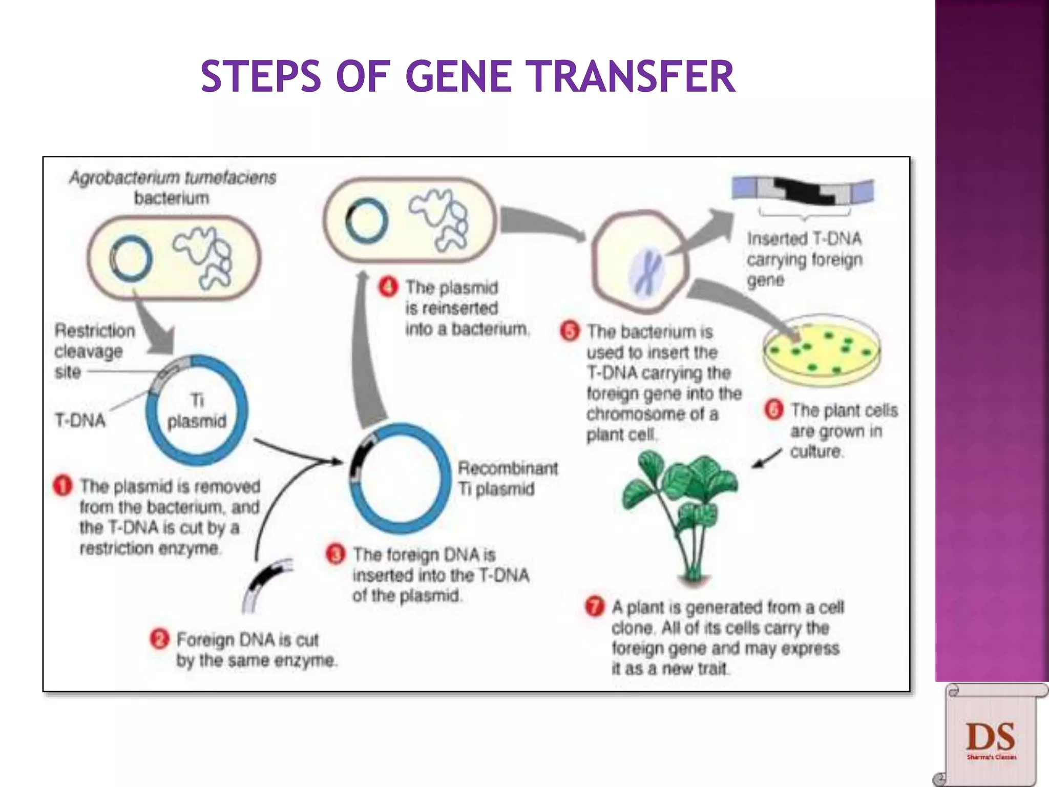 Gene Cloning | PPTX | Biotech and Biomedical Industry | Industries