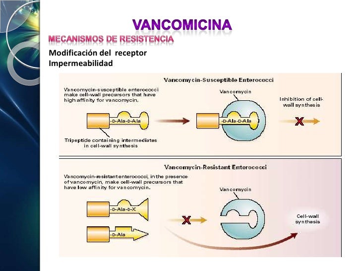 Mecanismo De Accion De La Vancomicina