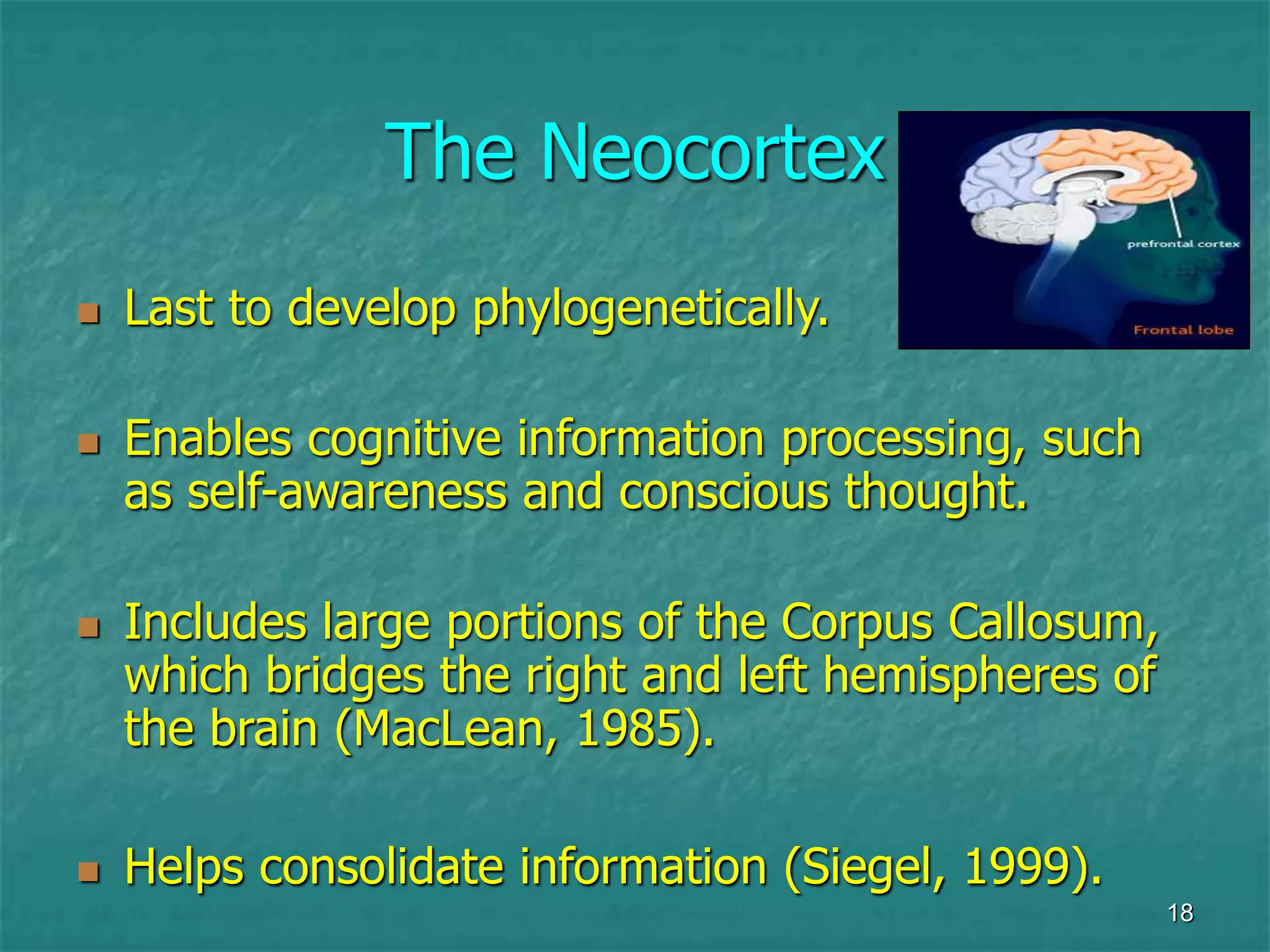 18
The Neocortex
 Last to develop phylogenetically.
 Enables cognitive information processing, such
as self-awareness and conscious thought.
 Includes large portions of the Corpus Callosum,
which bridges the right and left hemispheres of
the brain (MacLean, 1985).
 Helps consolidate information (Siegel, 1999).
 