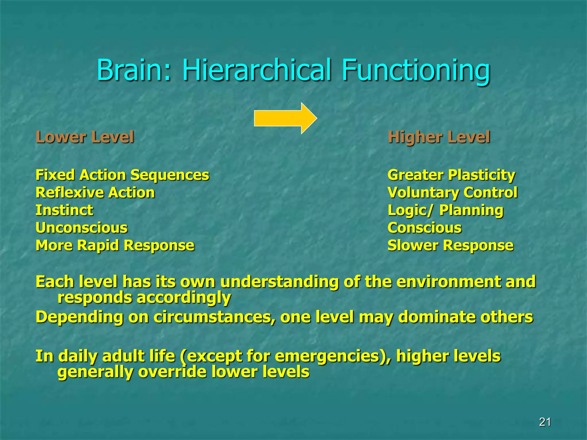 21
Brain: Hierarchical Functioning
Lower Level Higher Level
Fixed Action Sequences Greater Plasticity
Reflexive Action Voluntary Control
Instinct Logic/ Planning
Unconscious Conscious
More Rapid Response Slower Response
Each level has its own understanding of the environment and
responds accordingly
Depending on circumstances, one level may dominate others
In daily adult life (except for emergencies), higher levels
generally override lower levels
 