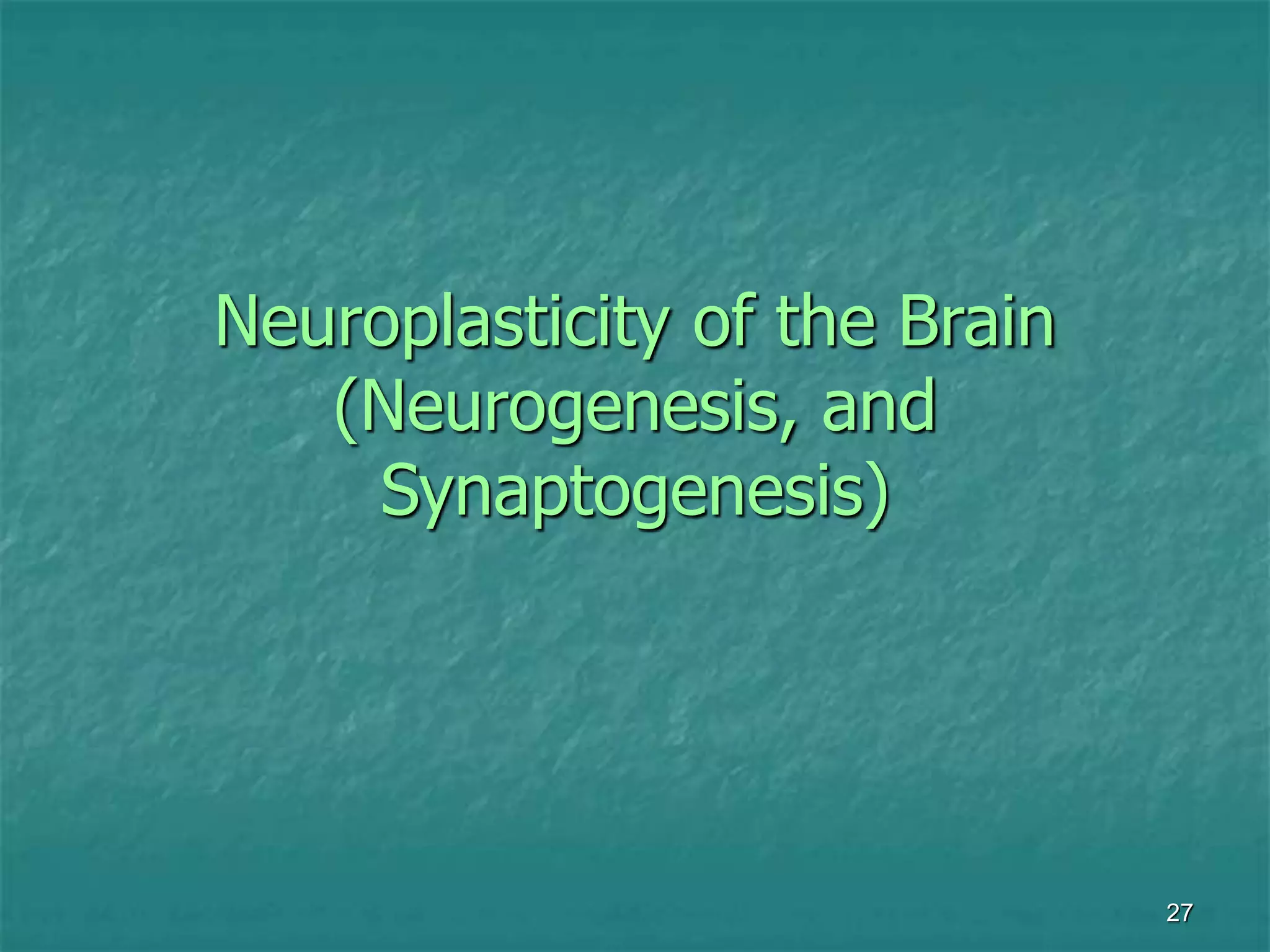 27
Neuroplasticity of the Brain
(Neurogenesis, and
Synaptogenesis)
 