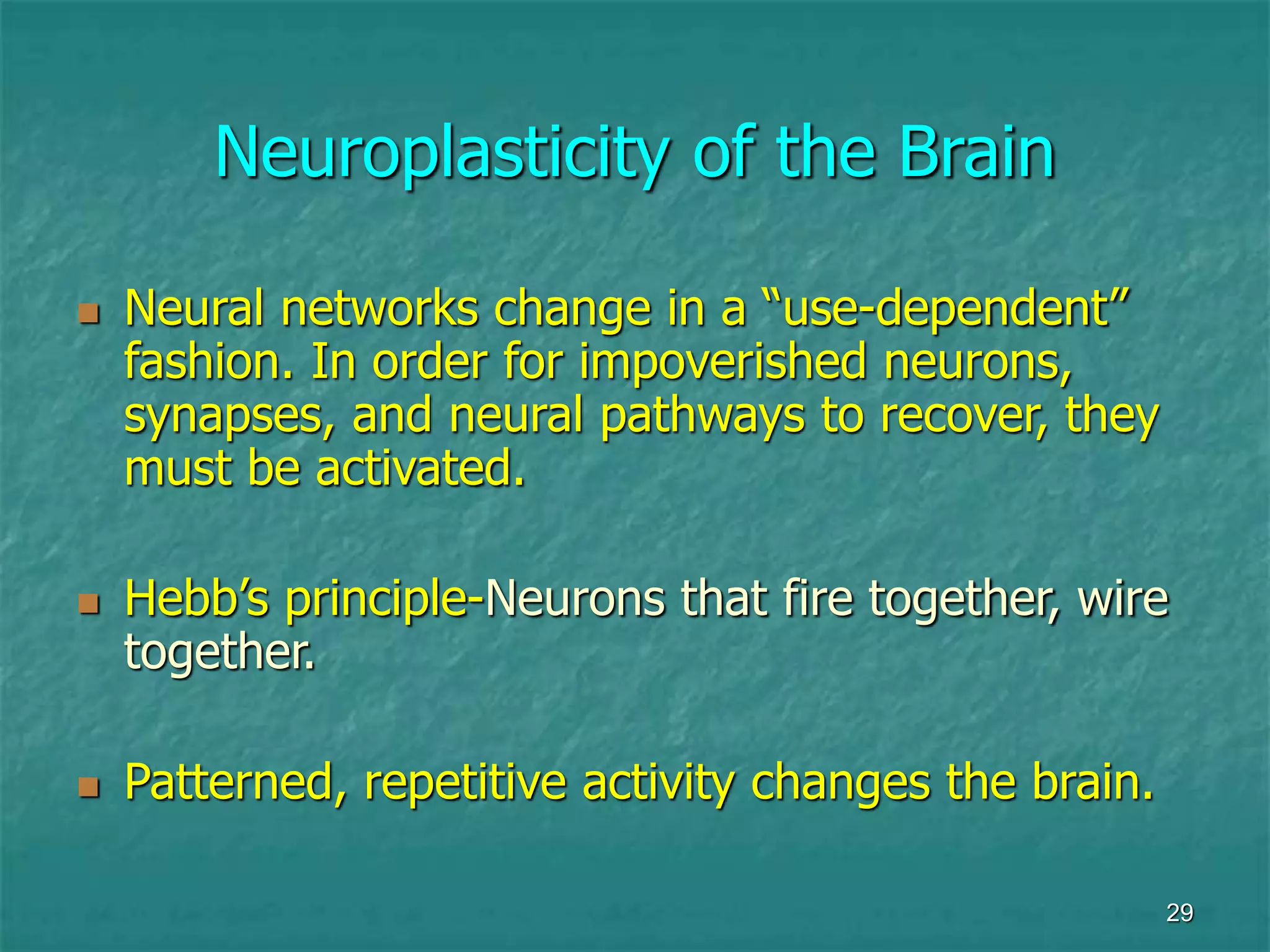 29
Neuroplasticity of the Brain
 Neural networks change in a “use-dependent”
fashion. In order for impoverished neurons,
synapses, and neural pathways to recover, they
must be activated.
 Hebb’s principle-Neurons that fire together, wire
together.
 Patterned, repetitive activity changes the brain.
 