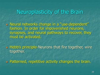 29
Neuroplasticity of the Brain
 Neural networks change in a “use-dependent”
fashion. In order for impoverished neurons,
...