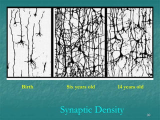 30
Birth Six years old 14 years old
Synaptic Density
 