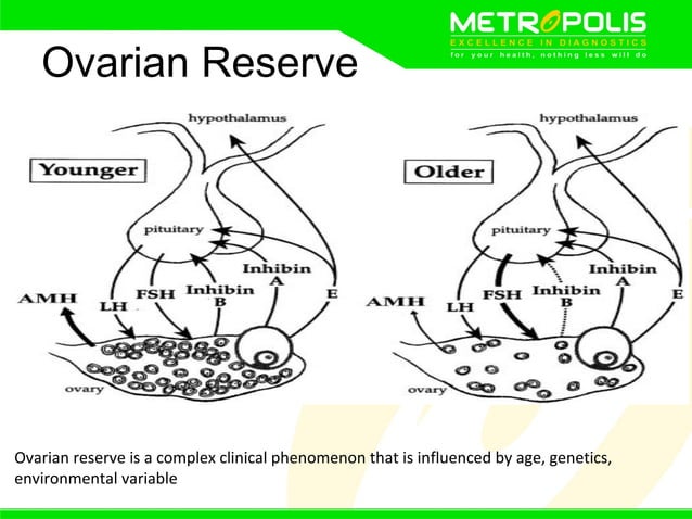 Anti mullerian hormone | PPT