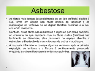 • As fibras mais longas (especialmente as do tipo anfíbola) devido à
sua forma em agulha são muito difíceis de fagocitar e os
macrófagos na tentativa de as digerir libertam citocinas e o seu
conteúdo lisossomal.
• Contudo, estas fibras são resistentes à digestão por estas enzimas,
ao contrário do que acontece com as fibras curtas (crisótilo) que
facilmente se dissolvem, elas persistem no espaço alveolar e
estimulam a libertação de mais citocinas de outros macrófagos.
• A resposta inflamatória começa algumas semanas após a primeira
exposição ao amianto e a fibrose é continuamente provocada
enquanto existirem fibras persistentes nos pulmões.
Asbestose
 