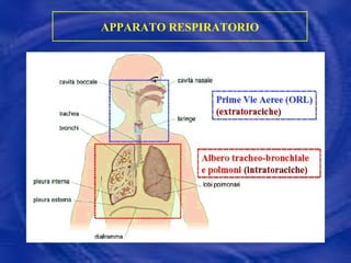 APPARATO RESPIRATORIO 