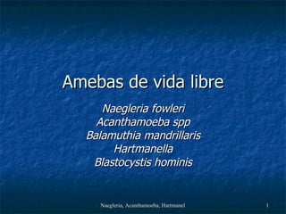 Amebas de vida libre Naegleria fowleri Acanthamoeba spp Balamuthia mandrillaris Hartmanella Blastocystis hominis 