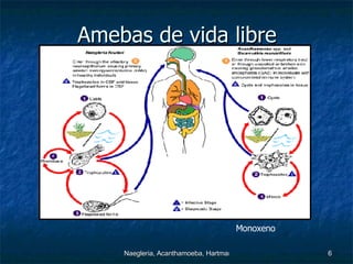 Amibas De Vida Libre Ppt