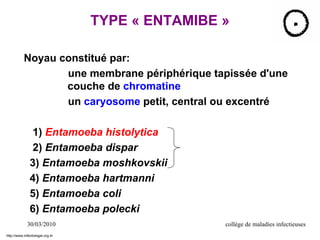 TYPE « ENTAMIBE »
Noyau constitué par:
une membrane périphérique tapissée d'une
couche de chromatine
un caryosome petit, central ou excentré
1) Entamoeba histolytica
2) Entamoeba dispar
3) Entamoeba moshkovskii
4) Entamoeba hartmanni
5) Entamoeba coli
6) Entamoeba polecki
30/03/2010 collège de maladies infectieuses
http://www.infectiologie.org.tn
 