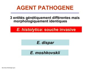 3 entités génétiquement différentes mais
morphologiquement identiques
E. histolytica: souche invasive
E. dispar
AGENT PATHOGENE
E. moshkovskii
http://www.infectiologie.org.tn
 