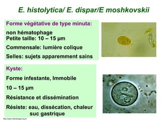30/03/2010
E. histolytica/ E. dispar/E moshkovskii
Forme végétative de type minuta:
non hématophage
Petite taille: 10 – 15 µm
Commensale: lumière colique
Selles: sujets apparemment sains
Kyste:
Forme infestante, Immobile
10 – 15 µm
Résistance et dissémination
Résiste: eau, dissécation, chaleur
suc gastrique
http://www.infectiologie.org.tn
 