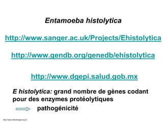 Entamoeba histolytica
http://www.sanger.ac.uk/Projects/Ehistolytica
http://www.gendb.org/genedb/ehistolytica
http://www.dgepi.salud.gob.mx
E histolytica: grand nombre de gènes codant
pour des enzymes protéolytiques
pathogénicité
http://www.infectiologie.org.tn
 