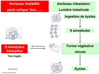 30/03/2010
Amibiase infestation:
Lumière intestinale
Ingestion de kystes
8 amoebules
Forme végétative
minuta
Kystes
Amibiase maladie:
paroi colique; foie……
E.histolytica
histolytica
Très fragile
http://www.infectiologie.org.tn
 