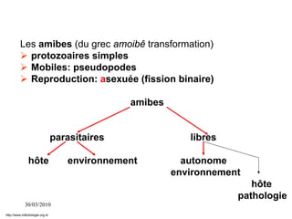 30/03/2010
Les amibes (du grec amoibê transformation)
 protozoaires simples
 Mobiles: pseudopodes
 Reproduction: asexuée (fission binaire)
amibes
parasitaires libres
hôte environnement autonome
environnement
hôte
pathologie
http://www.infectiologie.org.tn
 