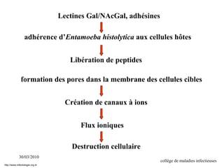 30/03/2010
collège de maladies infectieuses
Lectines Gal/NAcGal, adhésines
adhérence d’Entamoeba histolytica aux cellules hôtes
Libération de peptides
formation des pores dans la membrane des cellules cibles
Création de canaux à ions
Flux ioniques
Destruction cellulaire
http://www.infectiologie.org.tn
 