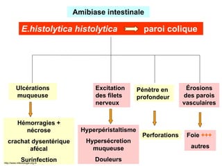 30/03/2010 collège de maladies infectieuses
E.histolytica histolytica paroi colique
Ulcérations
muqueuse
Hémorragies +
nécrose
crachat dysentérique
afécal
Surinfection
Excitation
des filets
nerveux
Hyperpéristaltisme
Hypersécretion
muqueuse
Douleurs
Pénètre en
profondeur
Perforations
Érosions
des parois
vasculaires
Foie +++
autres
Amibiase intestinale
http://www.infectiologie.org.tn
 