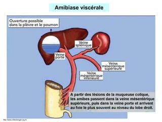 30/03/2010 collège de maladies infectieuses
Amibiase viscérale
http://www.infectiologie.org.tn
 