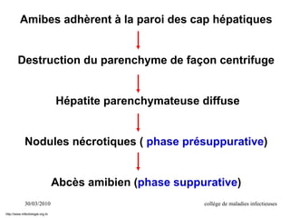 30/03/2010 collège de maladies infectieuses
Amibes adhèrent à la paroi des cap hépatiques
Destruction du parenchyme de façon centrifuge
Hépatite parenchymateuse diffuse
Nodules nécrotiques ( phase présuppurative)
Abcès amibien (phase suppurative)
http://www.infectiologie.org.tn
 