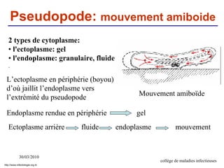 30/03/2010
collège de maladies infectieuses
2 types de cytoplasme:
• l'ectoplasme: gel
• l'endoplasme: granulaire, fluide
.
Mouvement amiboïde
Ectoplasme arrière fluide endoplasme mouvement
Endoplasme rendue en périphérie gel
L’ectoplasme en périphérie (boyou)
d’où jaillit l’endoplasme vers
l’extrémité du pseudopode
Pseudopode: mouvement amiboide
http://www.infectiologie.org.tn
 