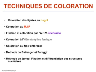 TECHNIQUES DE COLORATION
• Coloration des Kystes au Lugol
• Coloration au M.I.F
• Fixation et coloration par l'A.P.V.-trichrome
• Coloration à l’Hématoxyline ferrique
• Coloration au Noir chlorazol
• Méthode de Bailenger et Faraggi
• Méthode de Junod: Fixation et différentiation des structures
nucléaires
http://www.infectiologie.org.tn
 