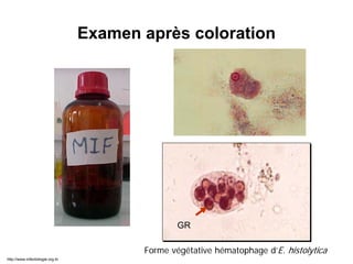 Forme végétative hématophage d’E. histolytica
Examen après coloration
GR
http://www.infectiologie.org.tn
 