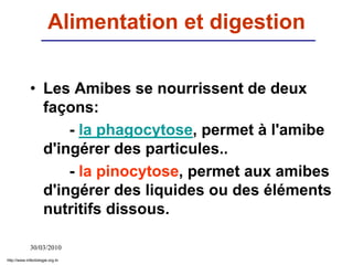 30/03/2010
Alimentation et digestion
• Les Amibes se nourrissent de deux
façons:
- la phagocytose, permet à l'amibe
d'ingérer des particules..
- la pinocytose, permet aux amibes
d'ingérer des liquides ou des éléments
nutritifs dissous.
http://www.infectiologie.org.tn
 