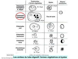 30/03/2010 collège de maladies infectieuses
Les amibes du tube digestif: formes végétatives et kysteshttp://www.infectiologie.org.tn
 